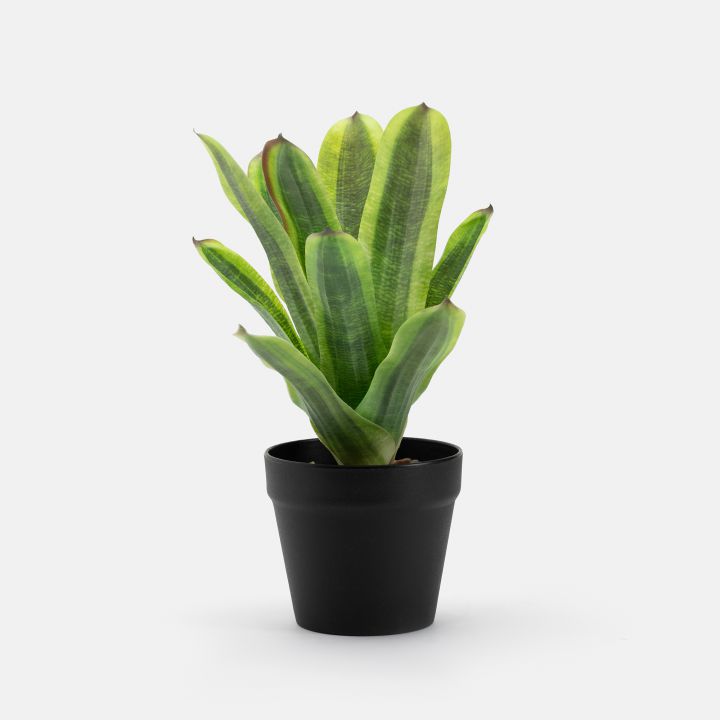 עציץ מלאכותי מאוו