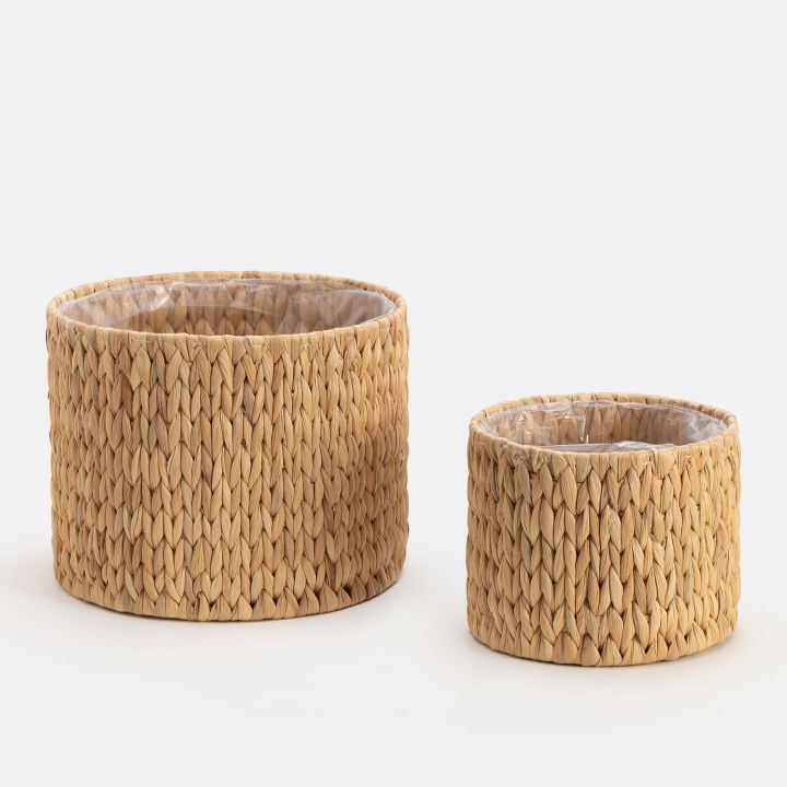 עציצון קאנו