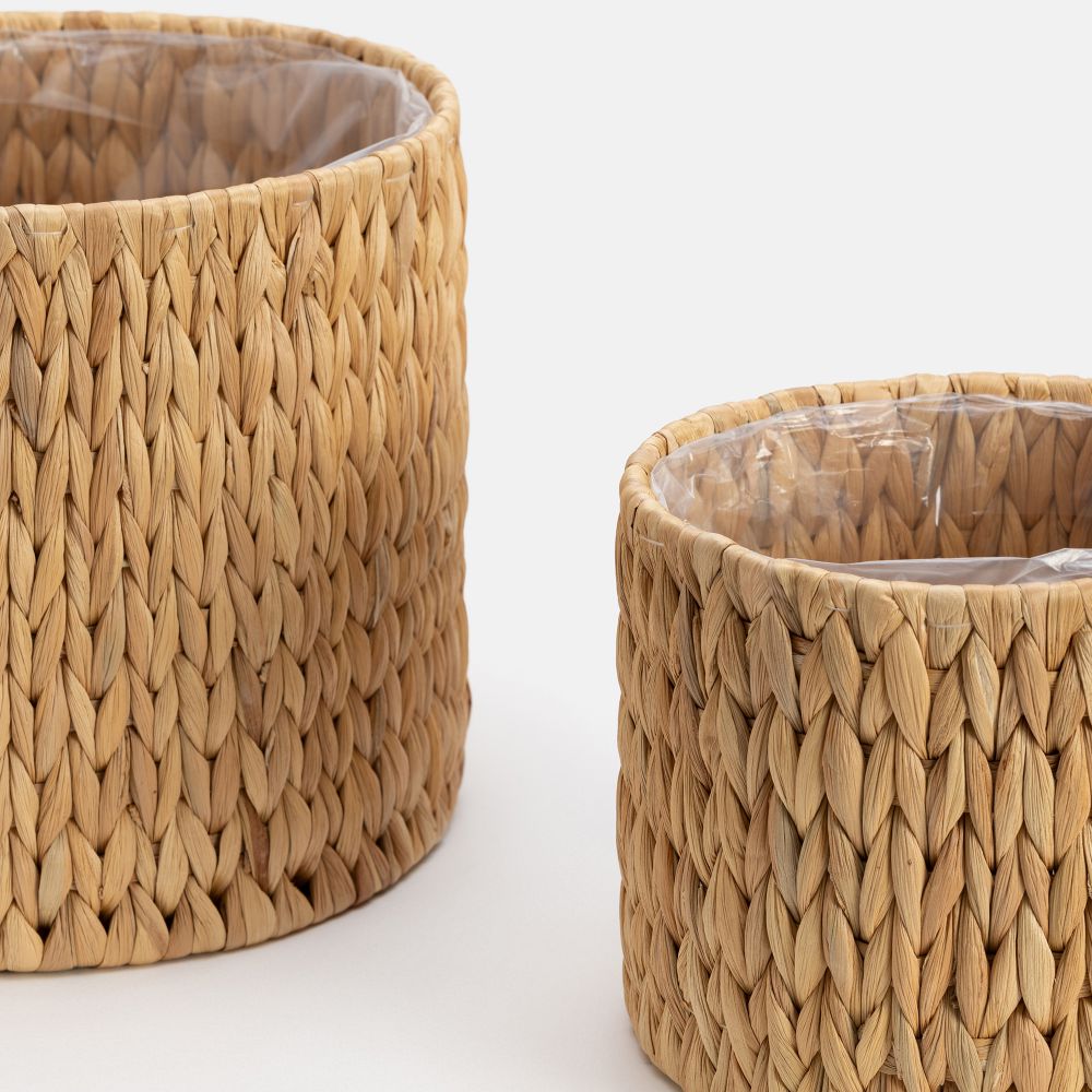 עציצון קאנו